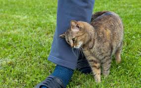 Les raisons pour lesquelles les chats se frottent toujours sur vos jambes