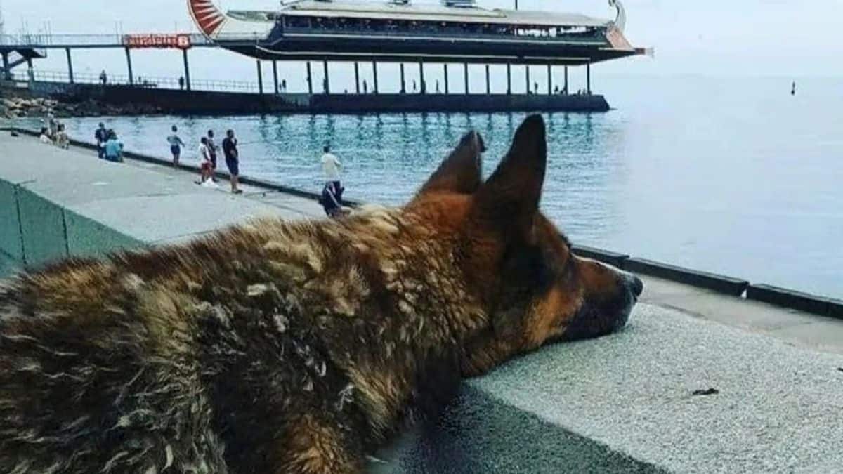 Son chien fixe la mer pendant 12 ans et attend son maître, ils sont ensemble pour toujours