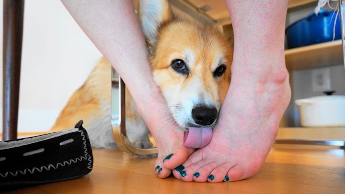 Les raisons pour lesquelles votre chien vous lèche les pieds et la signification de son comportement