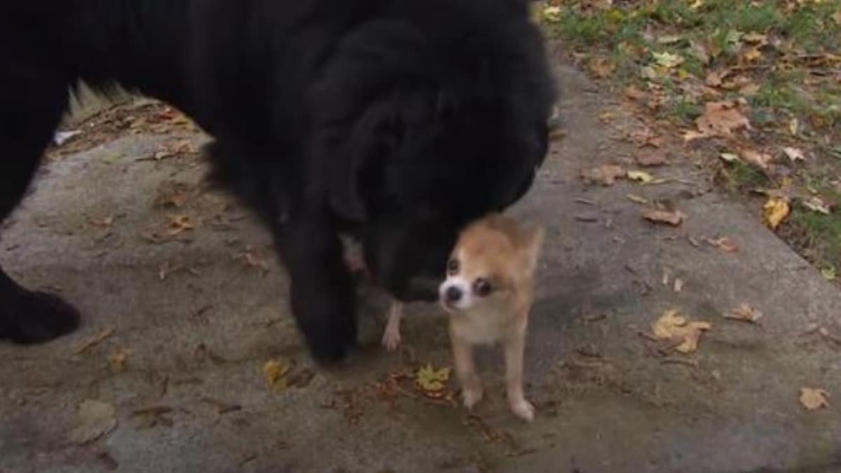 Ce chien se fait kidnapper, son ami chihuahua le défend