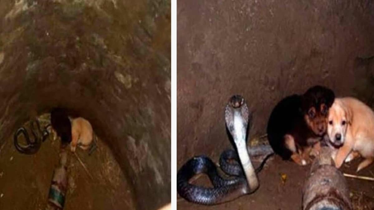 2 chiots tombent au fond d’un puits alors qu’un cobra s’y trouvait, vous n’allez pas croire la suite