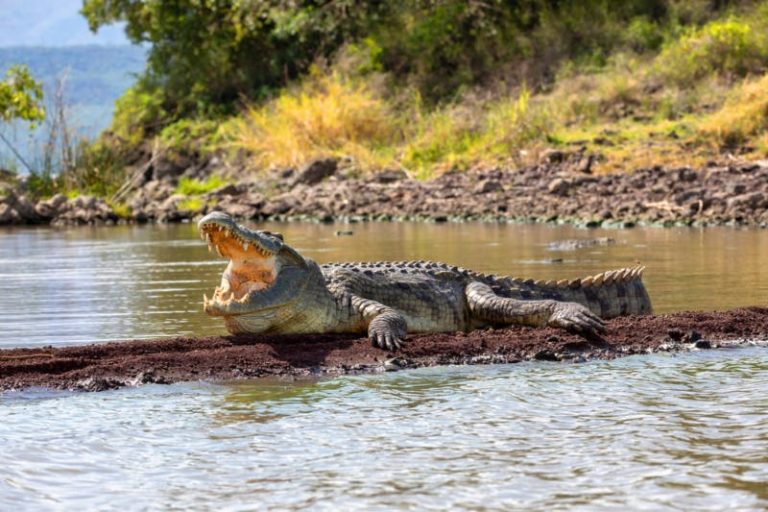 Il pêche, un crocodile lui demande de l’aide - source : capture Facebook