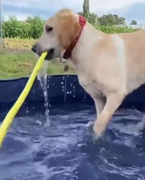 Ce chien joue dans la piscine, l’inimaginable se produit quelques secondes après