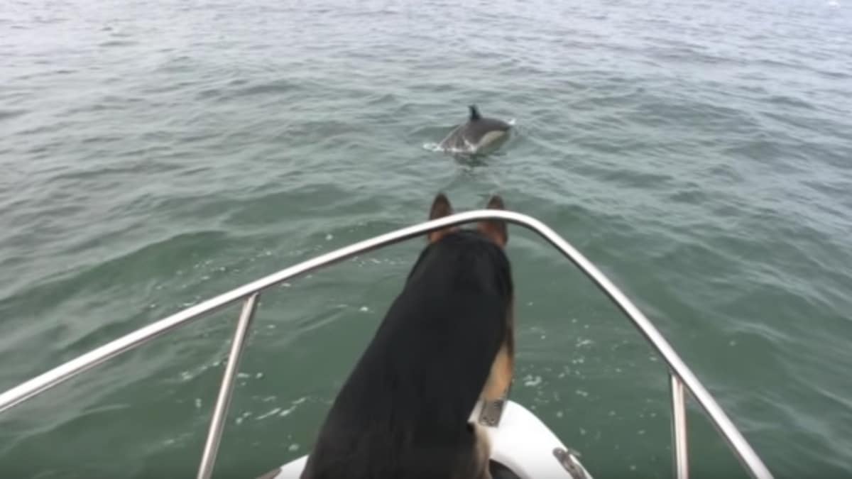 Un couple de dauphins nargue un chien sur un bateau, il saute par dessus bord