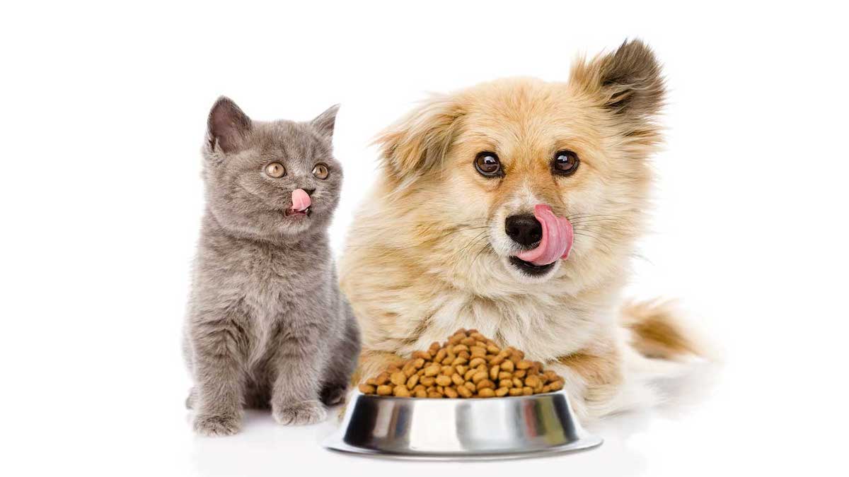 3 règles à absolument suivre pour bien nourrir votre chat ou votre chien