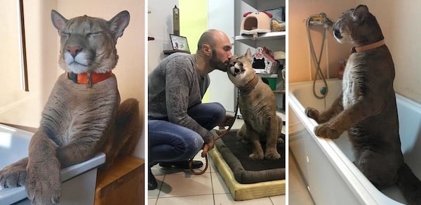 Ce puma sauvé d’un zoo vit désormais comme un véritable chat domestique gâté