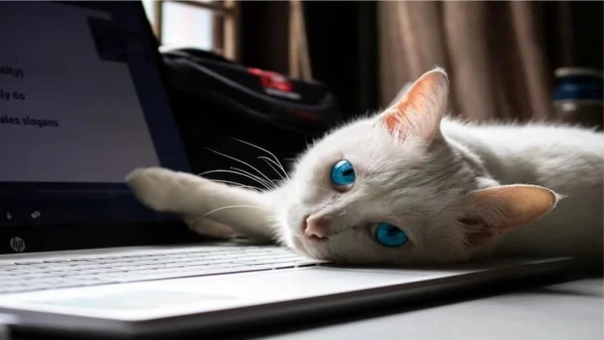 La raison pour laquelle les chats adorent se coucher sur l’ordinateur