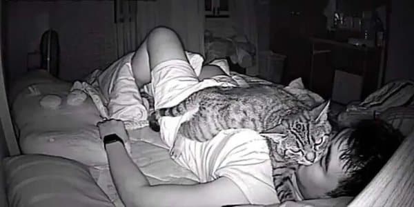 Son chat le fixe toutes les nuits, il installe une caméra et découvre le pire sur les images