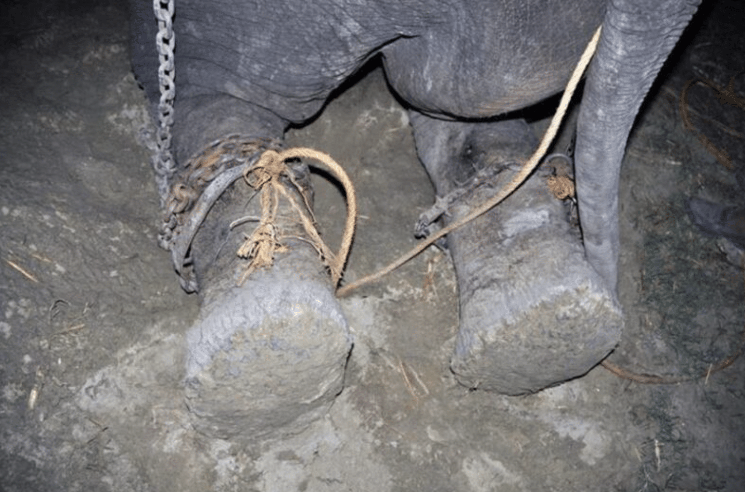 Un éléphant est libéré après 50 ans de vie enchaîné, il s’effondre