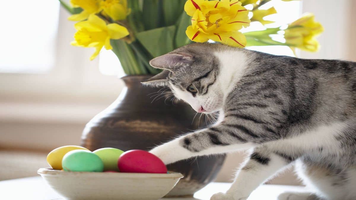 3 raisons pour lesquelles les chats adorent jeter des objets des tables et des étagères