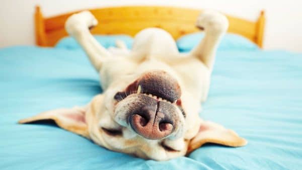 Voici de quoi les chiens rêvent et la raison pour laquelle ils bougent leurs pattes en dormant