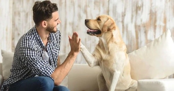 Une étude dévoile ce que comprend réellement votre chien quand vous lui parlez