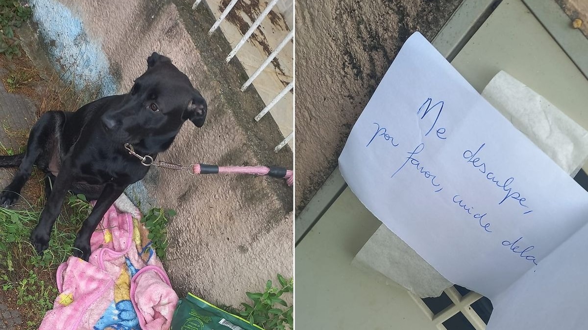 Une chienne est abandonnée devant sa porte avec un mot, elle lance un SOS sur la Toile