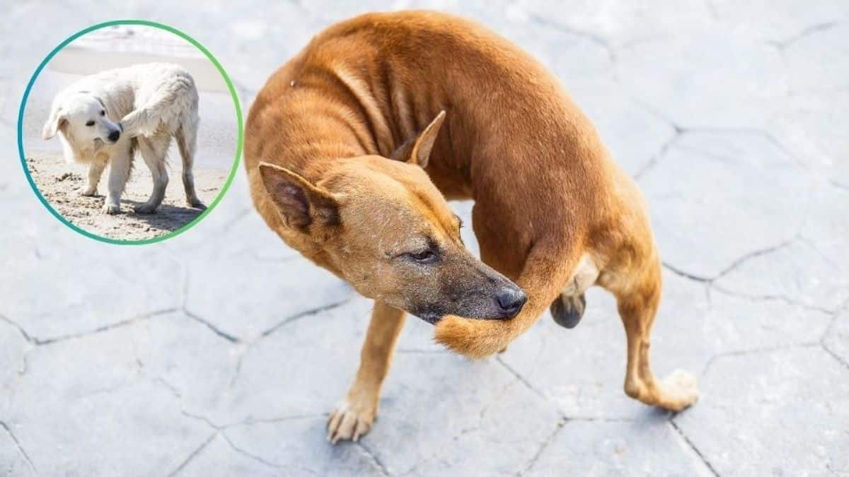 L’étrange raison pour laquelle les chiens se mordent les pattes ou la queue