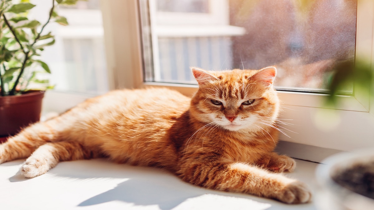 3 astuces efficaces pour habituer votre chat à rester seul chez vous