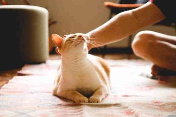 Des experts dévoilent combien de temps les chats se souviennent d’une personne