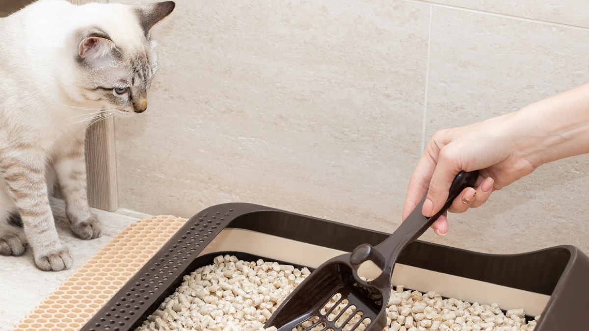 3 astuces magiques pour garder la litière de votre chat toujours propre