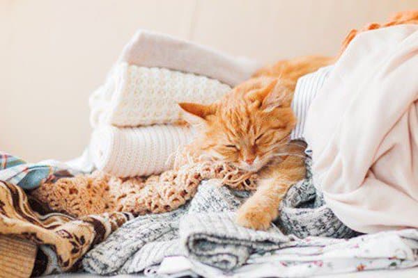 Voici pourquoi les chats adorent se coucher sur vos vêtements