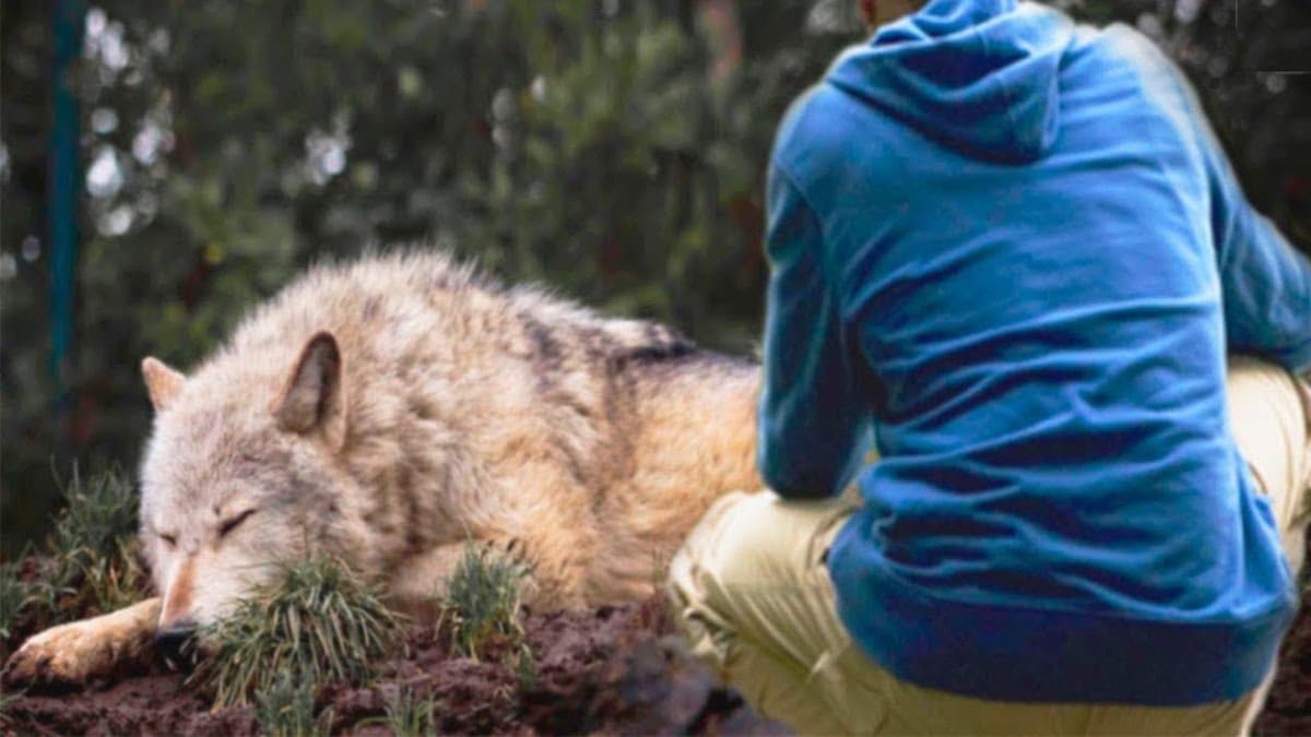 Il sauve un loup d’un piège : 6 mois plus tard, il entend un hurlement à sa porte