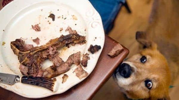 Pouvez-vous donner les restes de vos repas à votre chien ? Découvrez vite la réponse