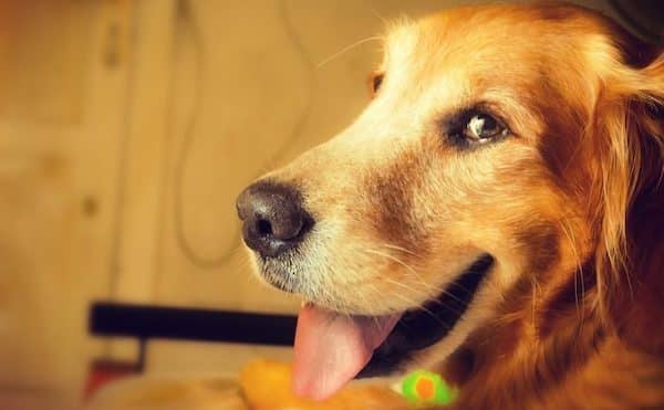 7 leçons à apprendre à votre chien pour qu'il ne vole plus de la nourriture