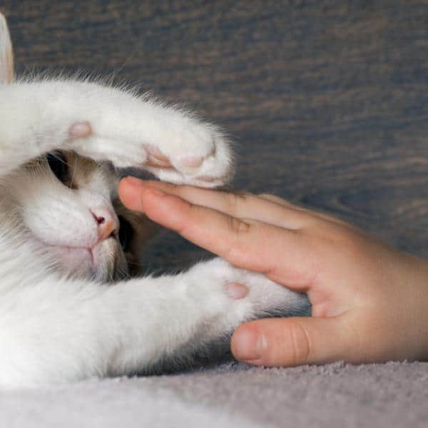 L’étrange raison pour laquelle les chats n’aiment pas qu’on leur touche les pattes