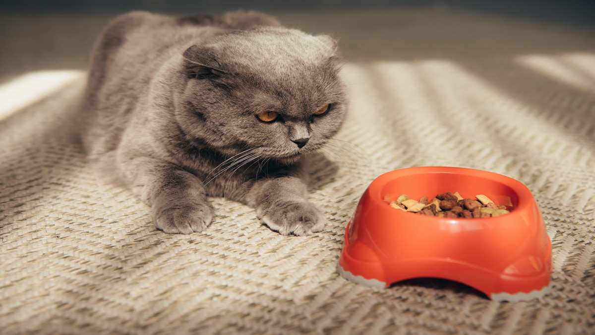 Voici pourquoi les chats ne veulent plus parfois manger : les causes expliquées