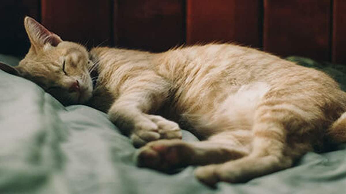 9 signes révélateurs que les chats arrivent à la fin de leur vie