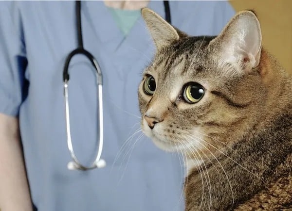 Ce chat rend visite à son propriétaire à l’hôpital, la suite est hallucinante