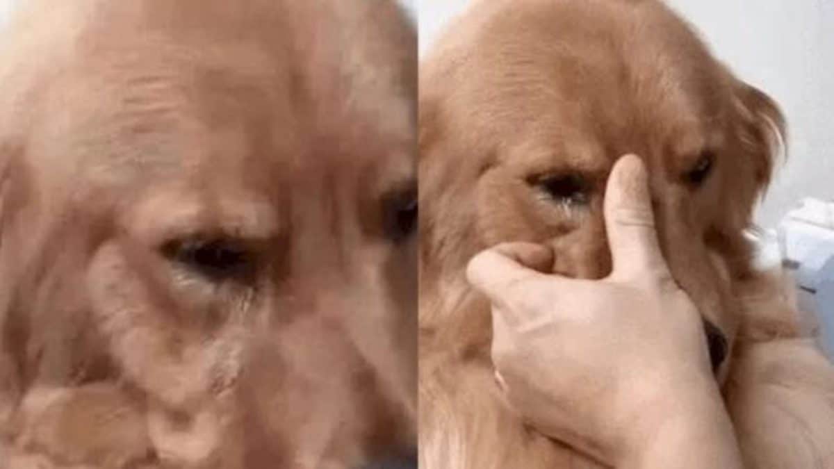 Ce chien reconnaît son ex-propriétaire et s’effondre, une scène déchirante