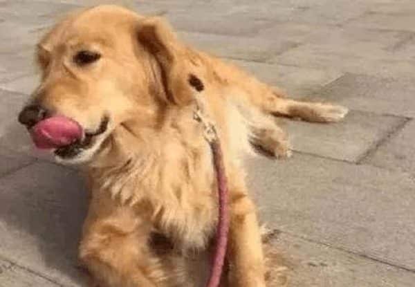 Ce chien reconnaît son ex-propriétaire et s’effondre, une scène déchirante