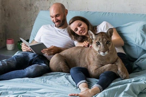 Ce puma sauvé d’un zoo vit désormais comme un véritable chat domestique gâté