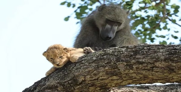 Un singe capture un lionceau en Afrique du Sud, un moment incroyable