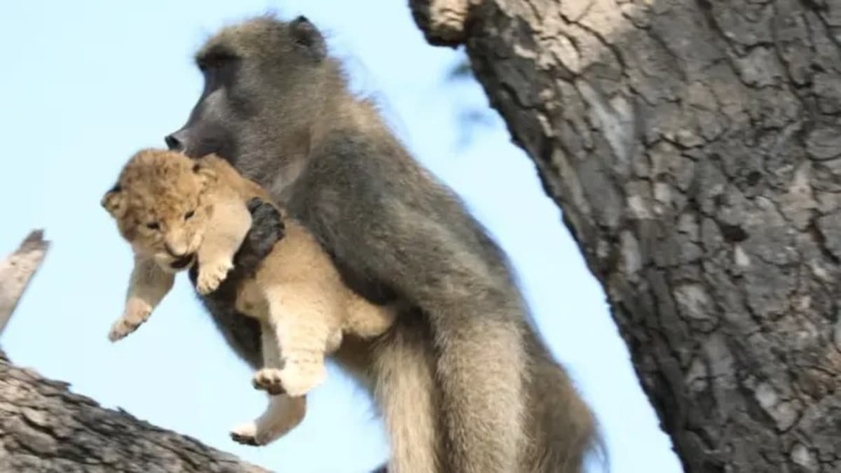 Un singe capture un lionceau en Afrique du Sud, un moment incroyable