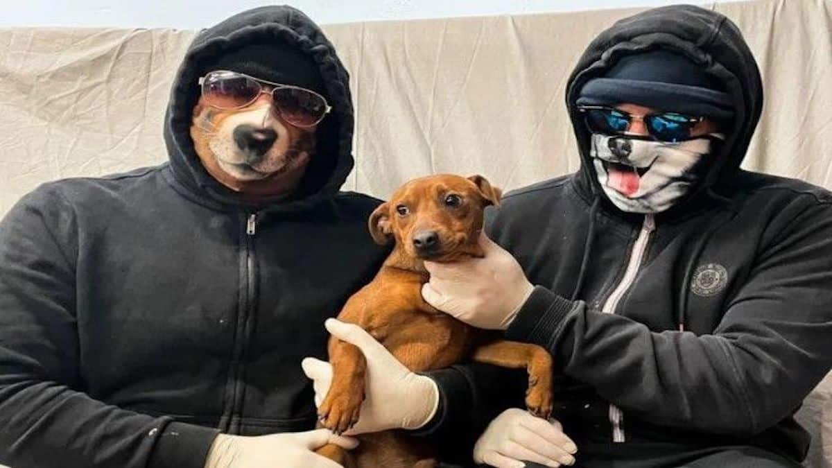 Ces 5 races de chiens sont les plus volées au monde, méfiez-vous
