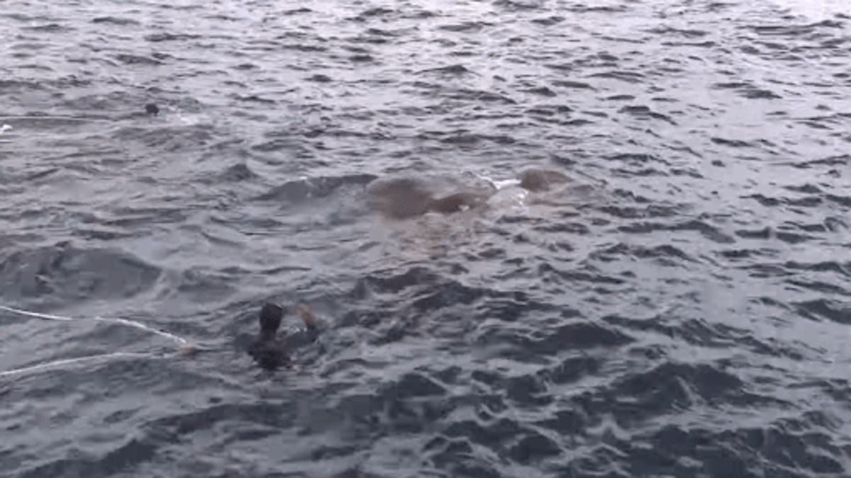 Les marines voient ce qu’il y a dans l’eau et sautent immédiatement par-dessus bord