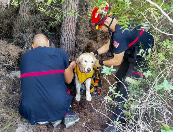 Ce chien est épuisé lors d’une promenade avec ses maîtres, les pompiers forcés d’intervenir