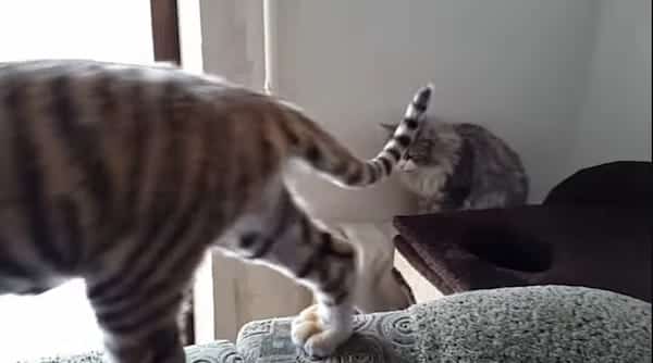 Ce tigre s’approche d’un chat, sa réaction va en surprendre plus d’un