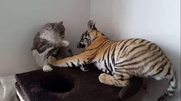 Ce tigre s’approche d’un chat, sa réaction va en surprendre plus d’un