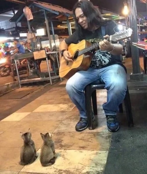 Un artiste donne un concert dans la rue à 4 chatons, une scène incroyable