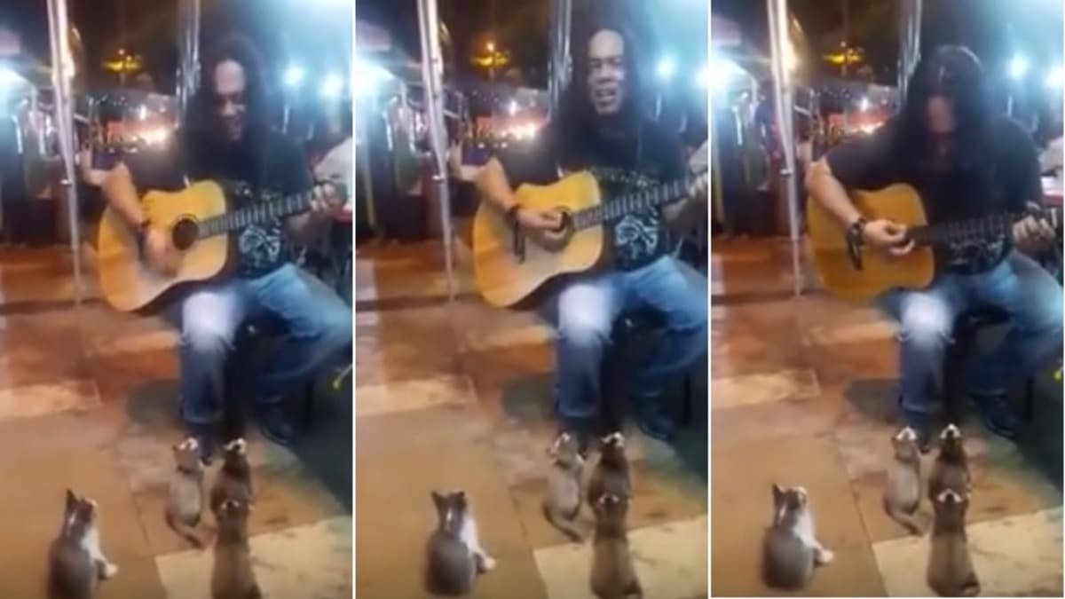 Un artiste donne un concert dans la rue à 4 chatons, une scène incroyable