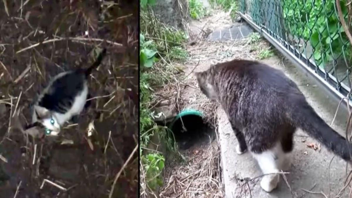 Ce chaton est tombé dans un puits de 10 m de profondeur, sa mère implore de l’aide