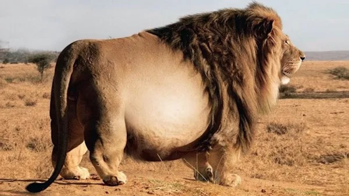 Ils trouvent un lion énorme, le vétérinaire est sidéré lorsqu’il regarde l’échographie