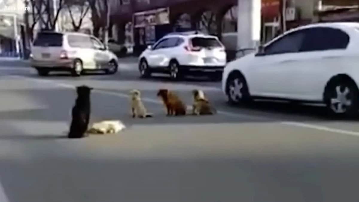 Un chien renversé par une voiture ne peut plus bouger, 4 autres chiens font une chose inouïe