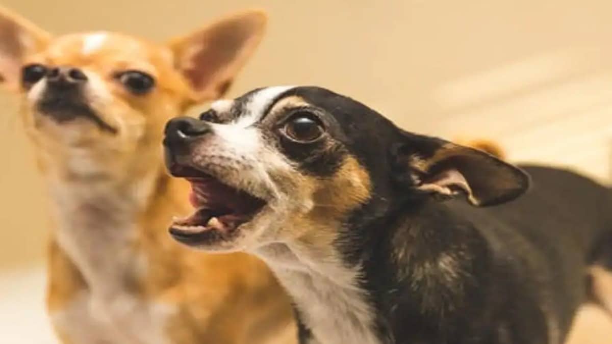 Un vétérinaire révèle pourquoi certains chiens aboient contre certaines personnes et pas d’autres