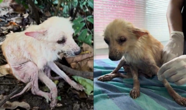 Ils sauvent une chienne abandonnée dans un état lamentable, sa transformation est incroyable