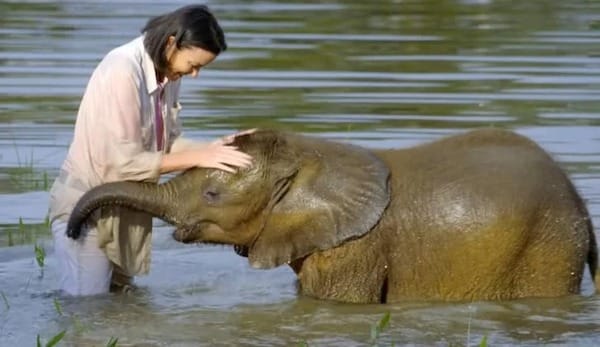 Elle sauve la vie d’un éléphanteau de la noyade, sa vie prend un tournant inattendu