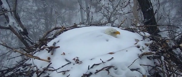 Cet aigle veut protéger ses œufs à tout prix et se retrouve enterré sous la neige, incroyable