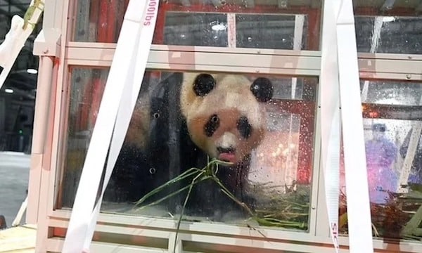 Un gardien de zoo fait des adieux bouleversants au panda qu’il a élevé depuis qu’il est né