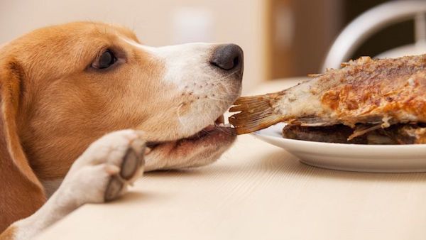 Ces aliments que les chiens ne doivent surtout jamais manger pour préserver leur santé